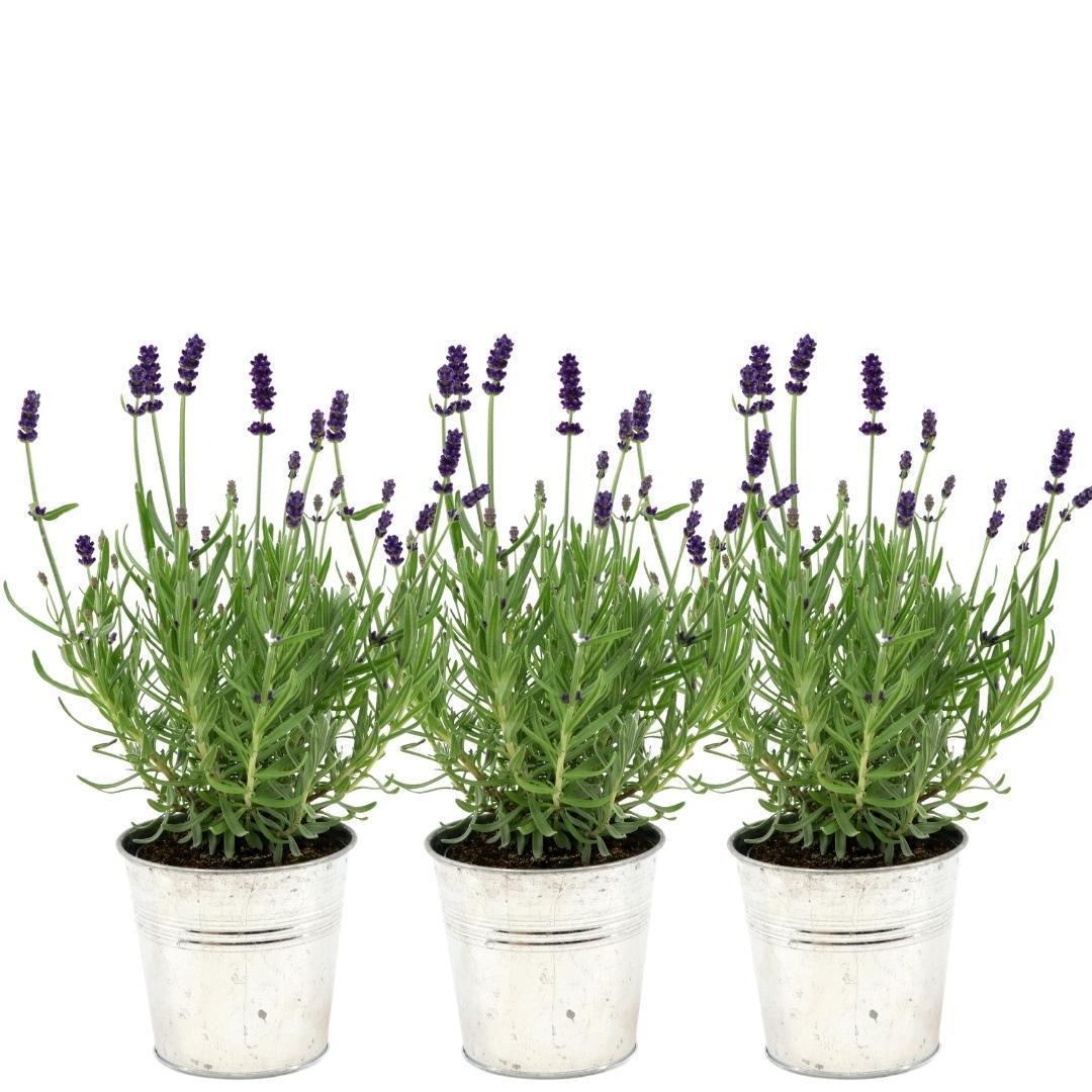 Lavendel - Lavandula Angustifolia Felice - im Dekotopf Old Look - 13 cm Topf    3 Stück