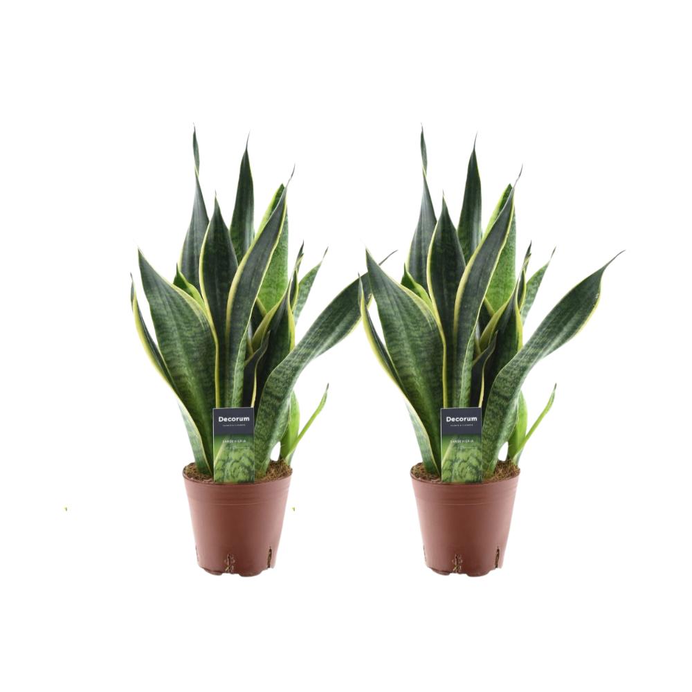 Sansevieria Futura Superba - 2 Stücke - Ø14cm - ↕45cm