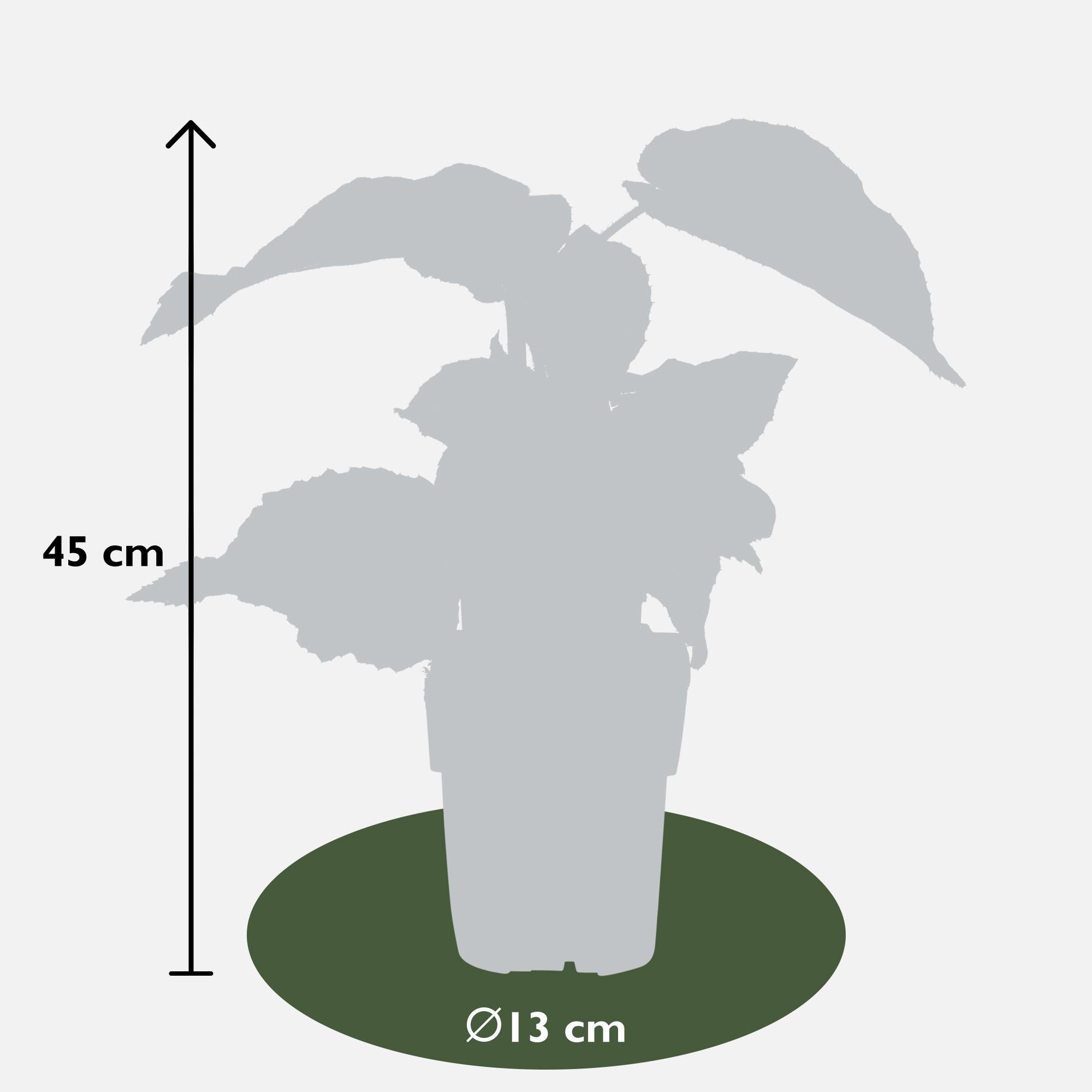 Kiwipflanze Jenny - Actinidia delciosioa 'Jenny' - ↨45cm - Ø13