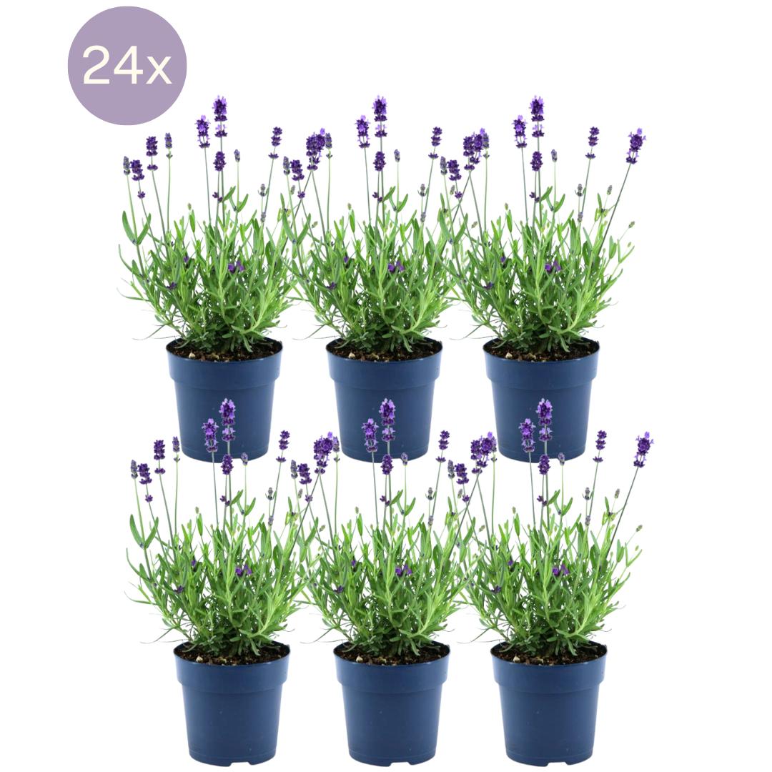 Lavandula angustifolia Felice® - 12 cm Topf - Set mit 24 echten Lavendelpflanzen