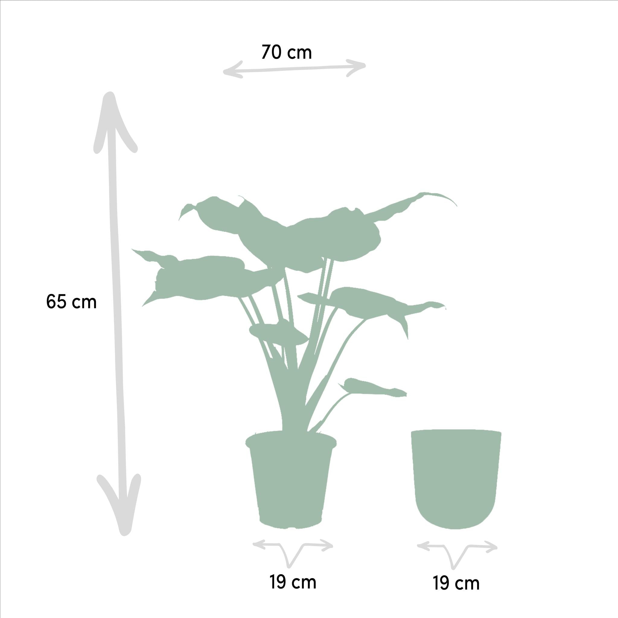 Zwerg Elefantenohr - Alocasia Cucullata - Ø19cm - ↕65cm + Topf Mayk Gold