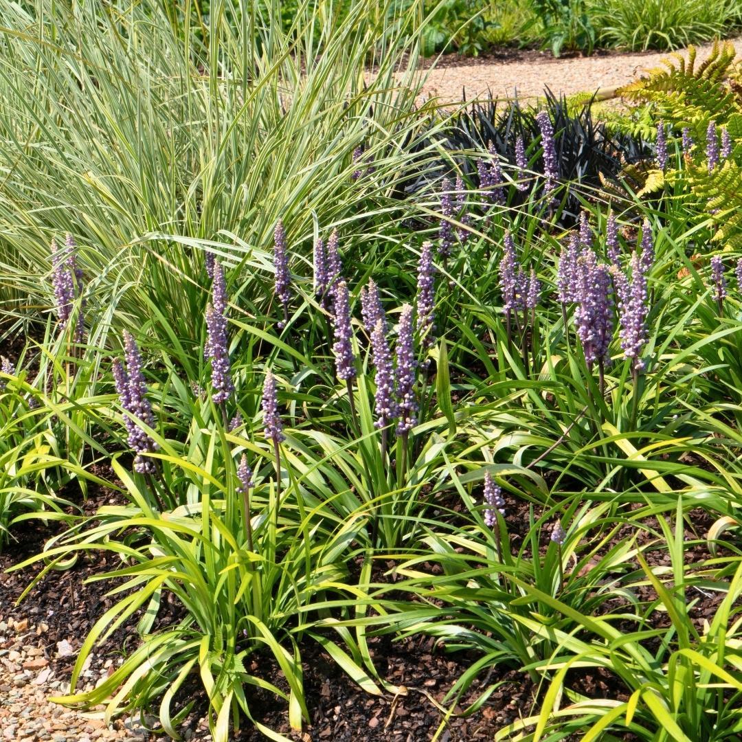 6 x Liriope muscari 'Gingersen' - Ø 14 cm - ↨ 25 cm 