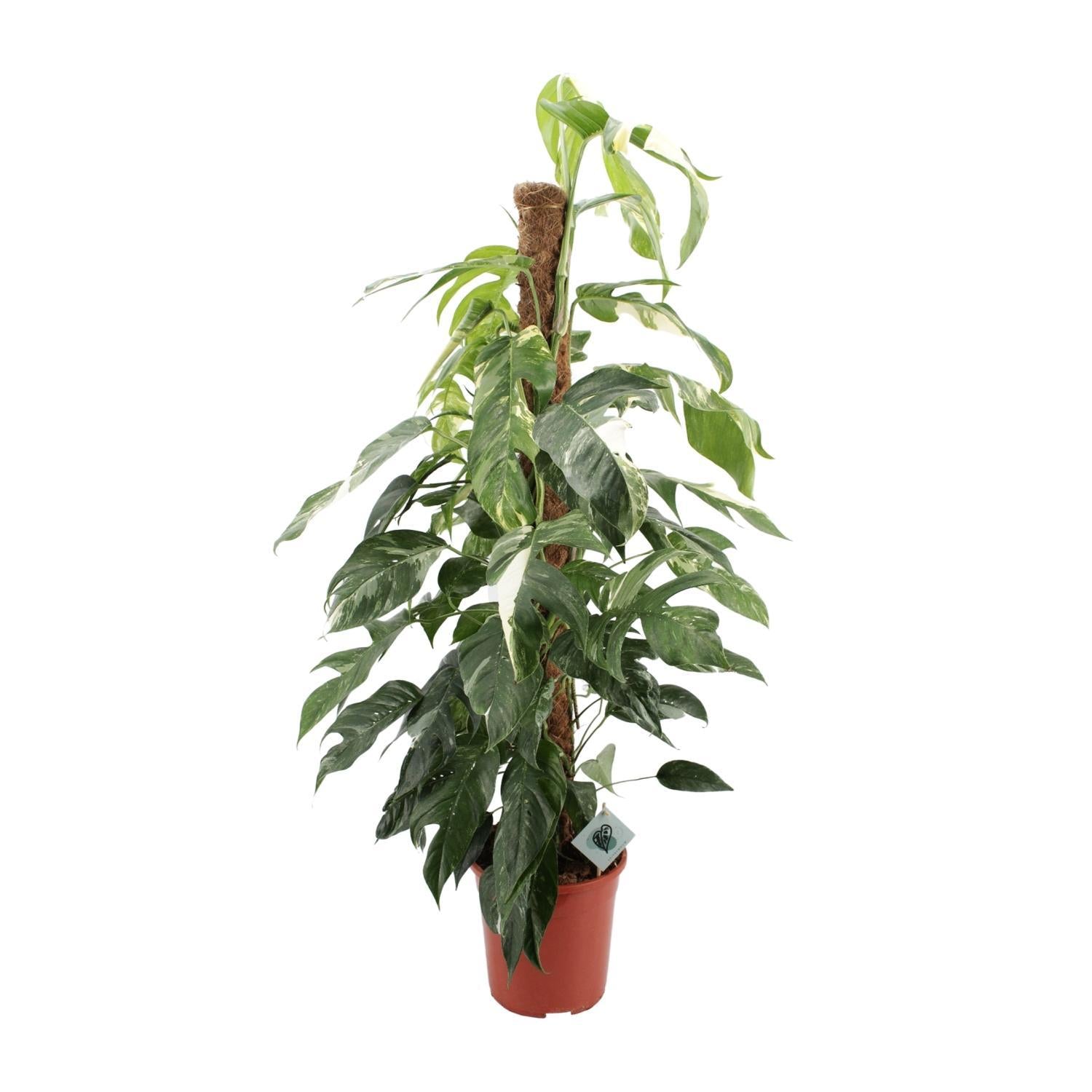 Efeutute - Epipremnum Aureum Pinnatum Albo Variegata mit Moosstab - Ø24cm - ↕125cm