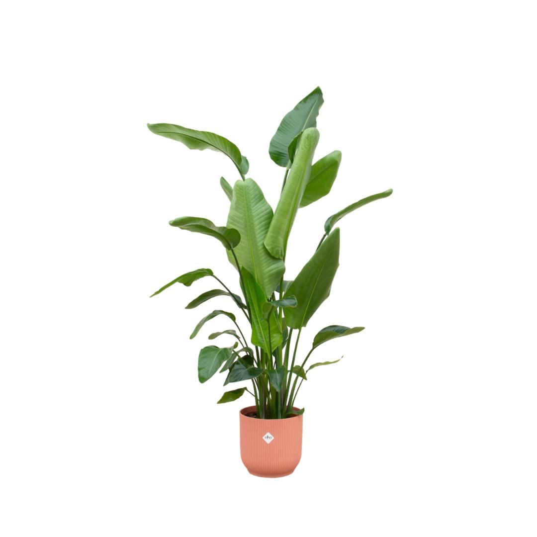 Strelitzia Nicolai inclusief elho Vibes Fold Round Topf rosa - 180 cm - Ø30