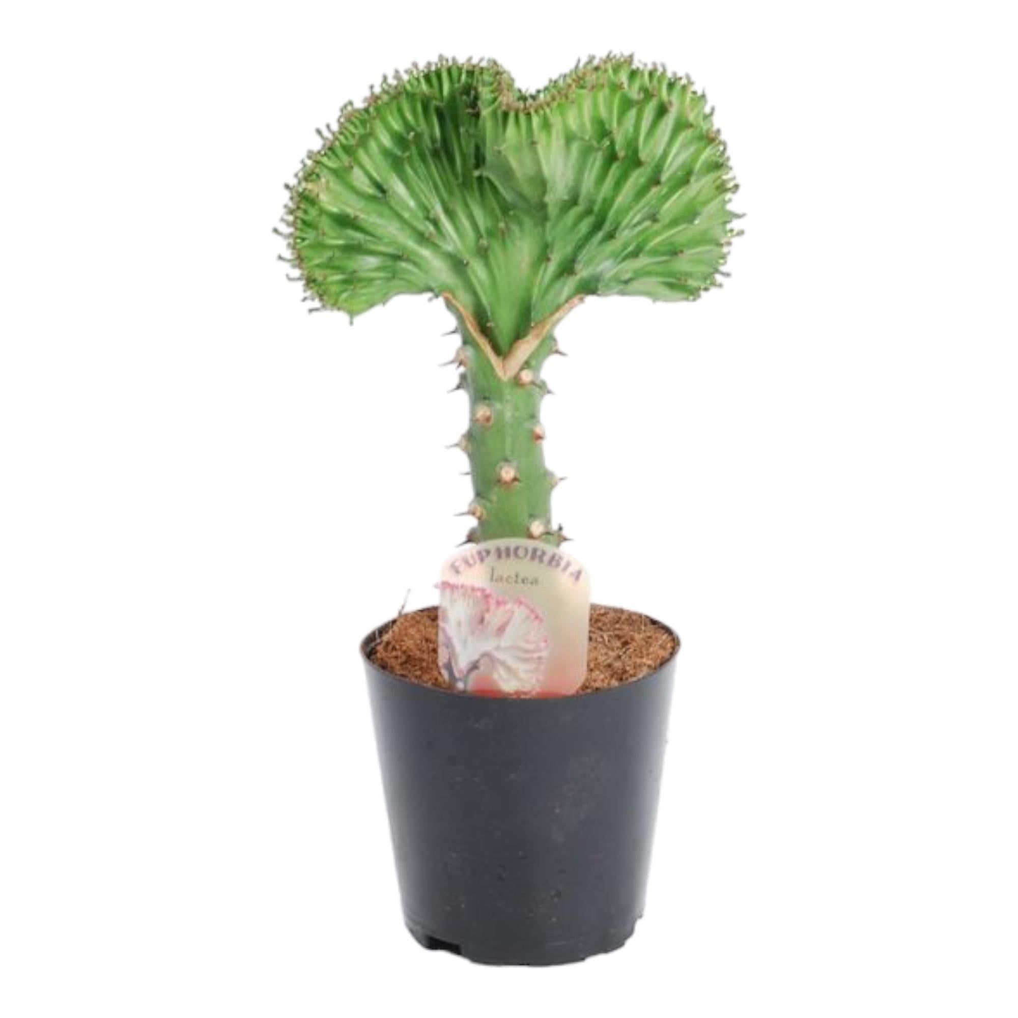 Korallenkaktus Euphorbia lactea Cristata grün - 30 cm - ø10,5