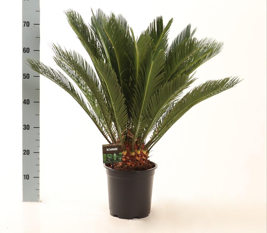 Japanischer Palmfarn Cycas Revoluta  - Ø21cm - ↕75cm