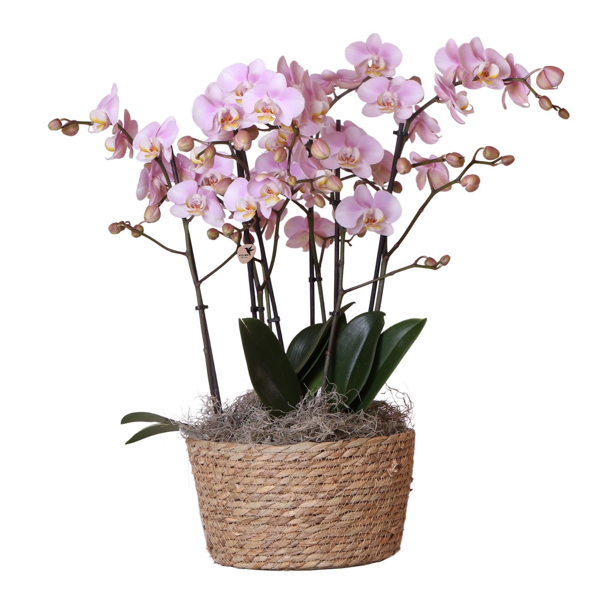 Kolibrie-orchideeën | Complete orchideeënset in rieten mand | drie Kikkion orchideeën in rieten mand inclusief irrigatiesysteem - Ø30cm