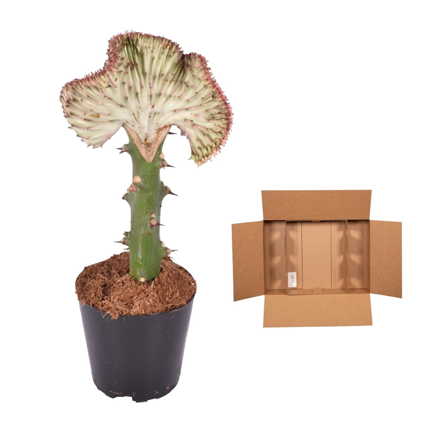 Korallenkaktus Euphorbia lactea Cristata rot - 35 cm - ø12