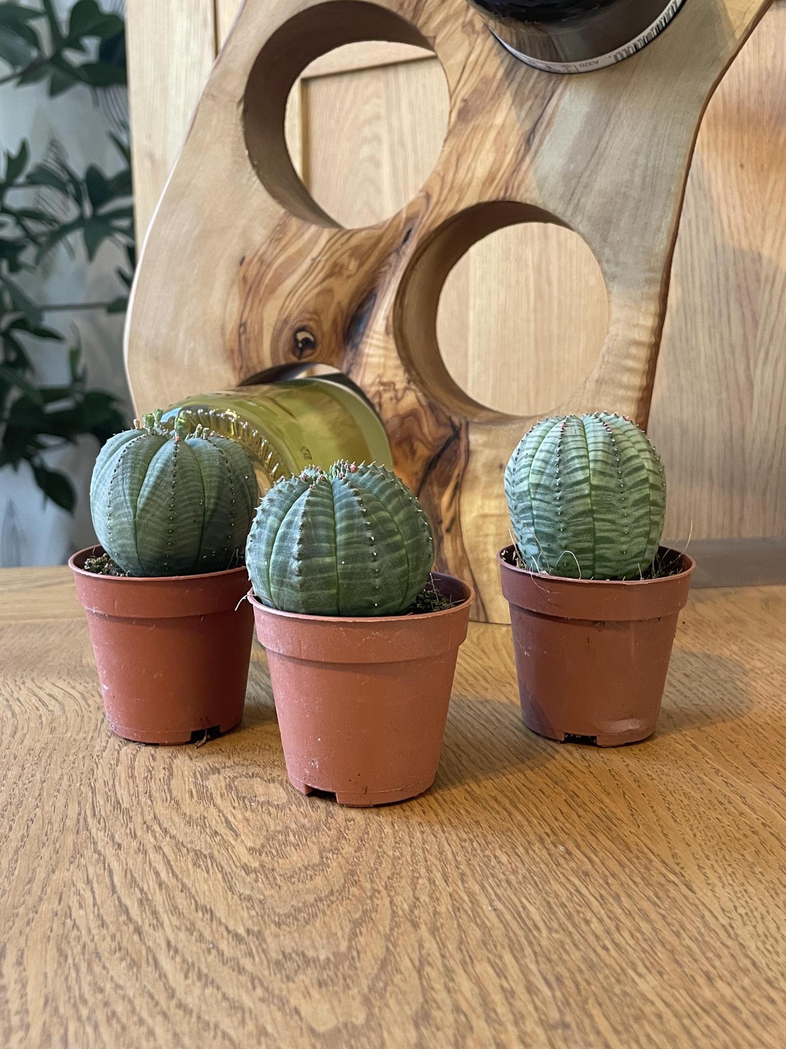 Kaktus Baseballkaktus - Euphorbia obesa- 5.5cmØ- 6-9cm Höhe   3 Stück