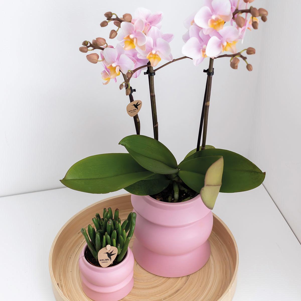 Orchidee COMBI DEAL von 2 Rosa Phalaenopsis Orchideen - Andorra - Topfgröße Ø9cm | blühende Zimmerpflanze - frisch vom Züchter