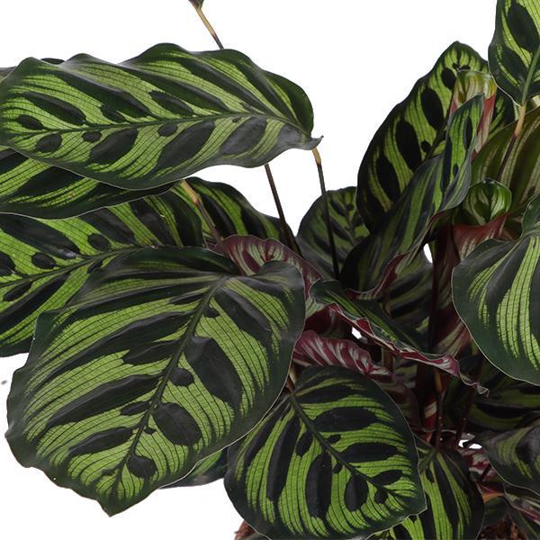 Pfauenpflanze - Calathea Makoyana - Ø21cm - ↕70cm in Boule Topf weiß