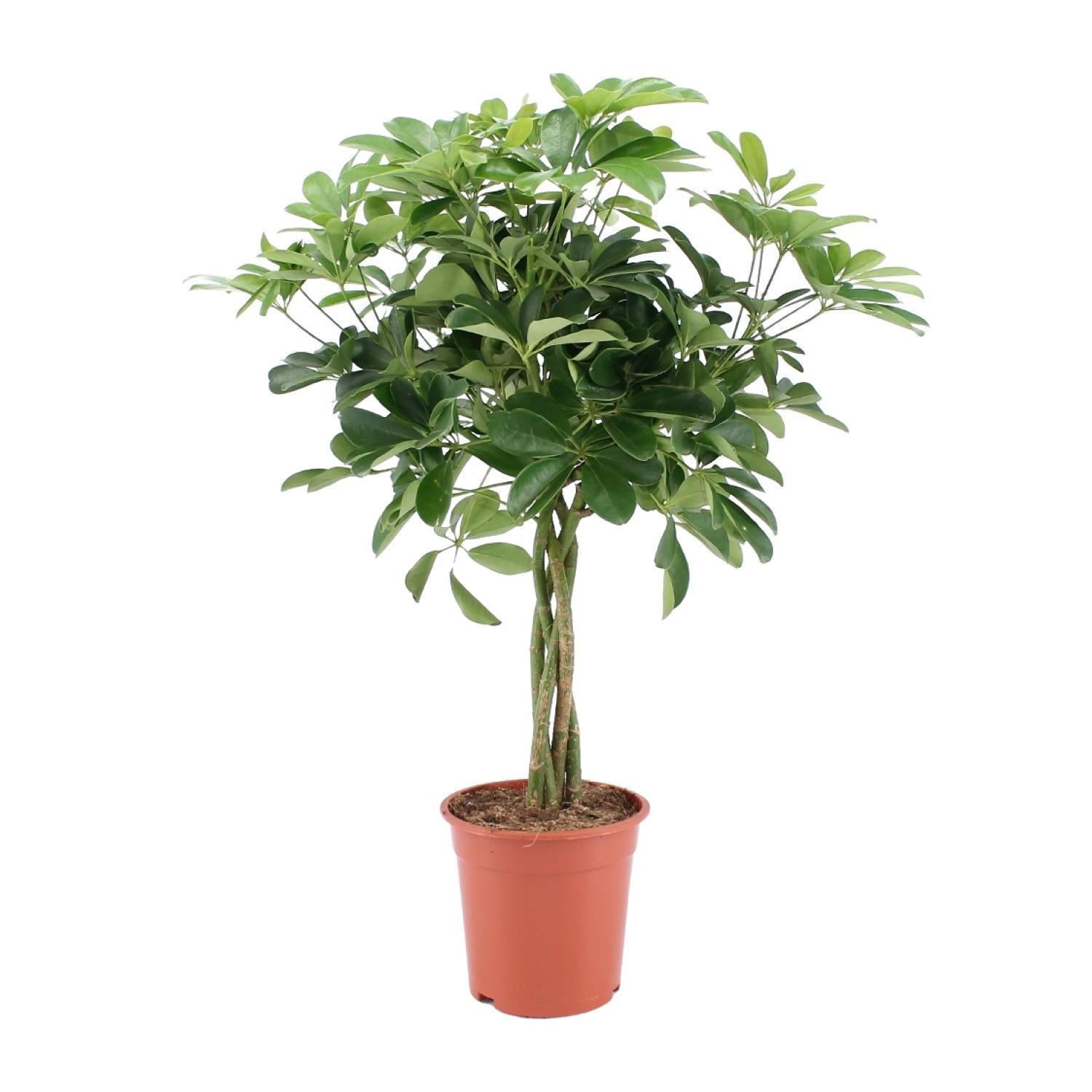 Schefflera Arboricola Nora - Ø19cm - ↕75cm