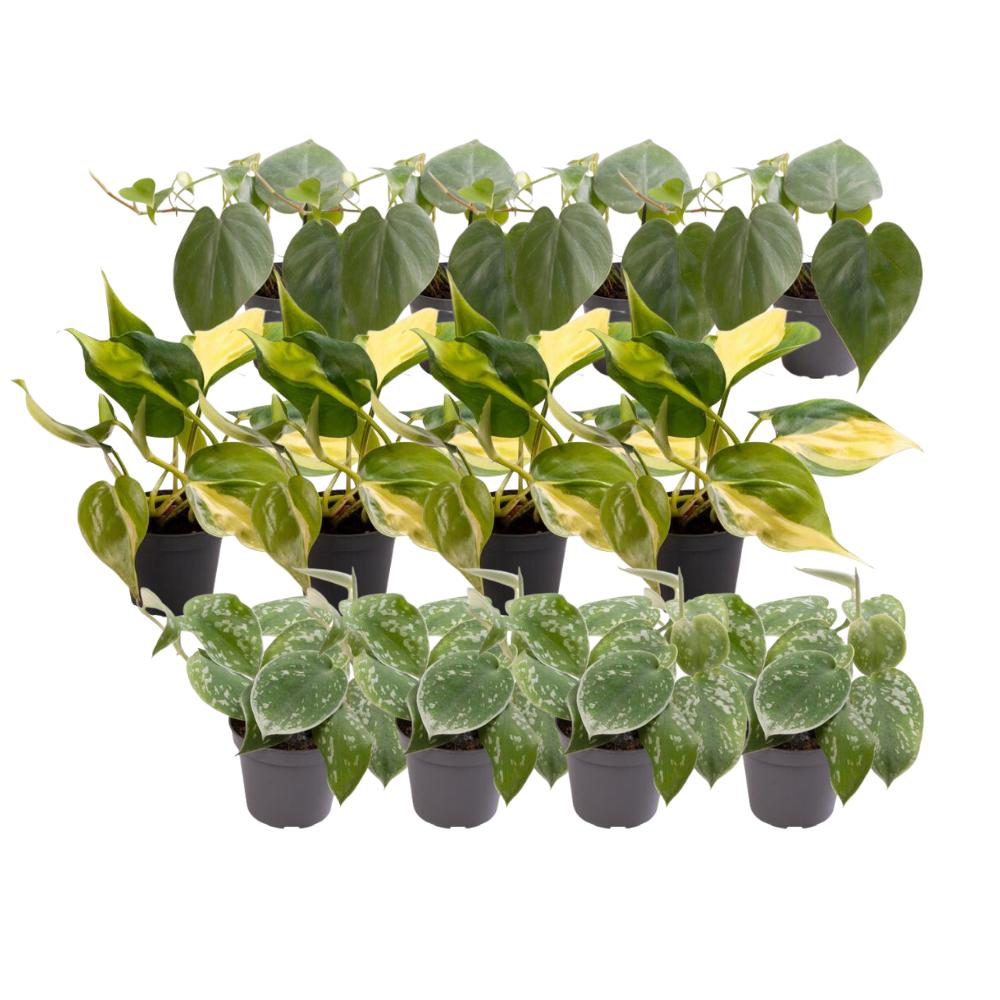 12x Philodendron Scandens-mix