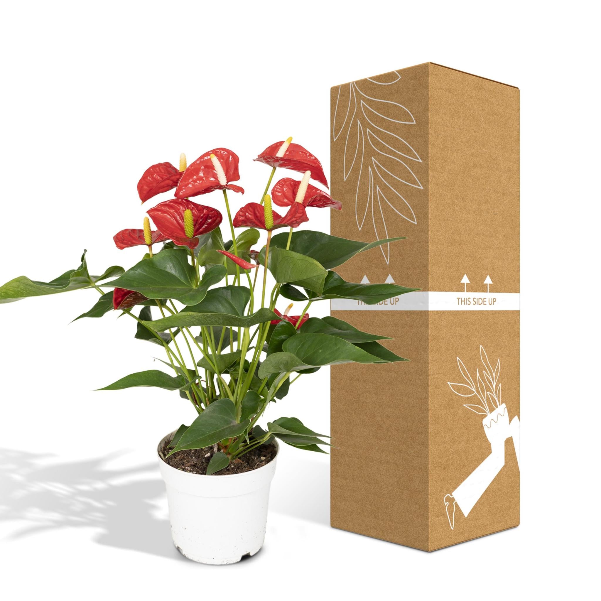 Anthurie - Anthurium Red - Ø17cm - ↕55cm - Ø17 - ↨55cm