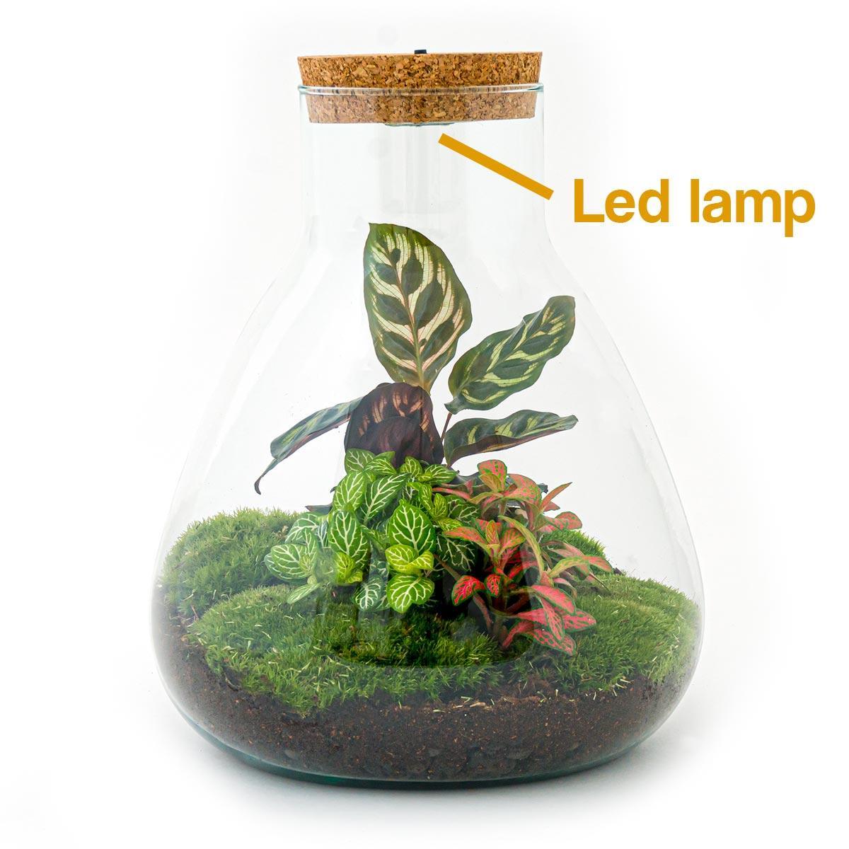 Flessentuin - Sam Calathea met lamp - ↕ 30 cm - Hark + Schop