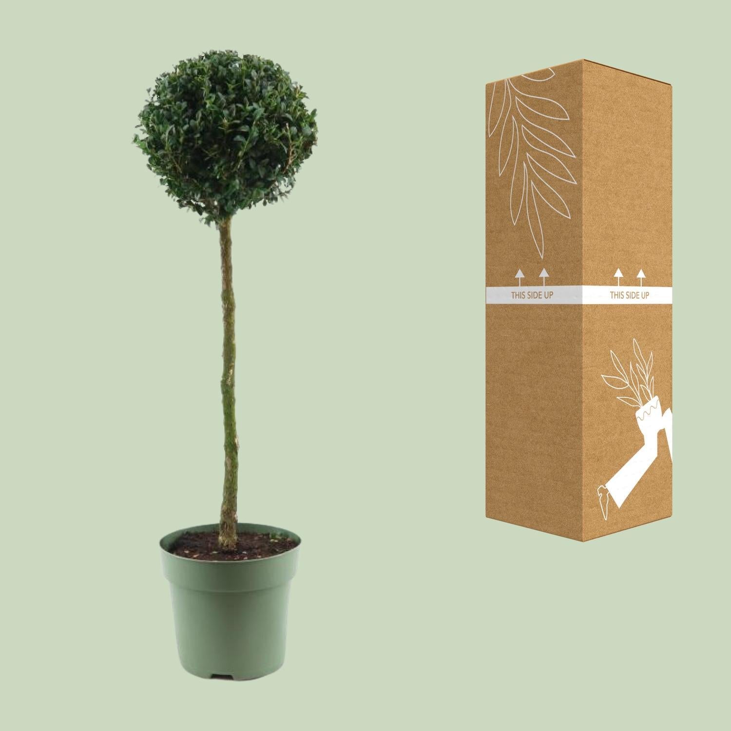 Buxus Sem. Monobol - Ø23cm - ↕85cm