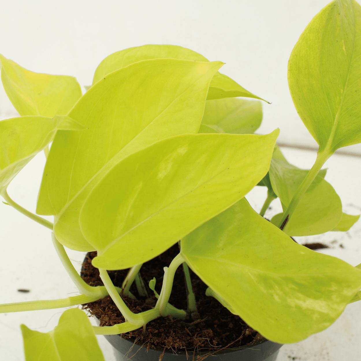 Epipremnum Gouden Pothos (Scindapsus) - 4 stuks - Ø12cm - ↕15cm