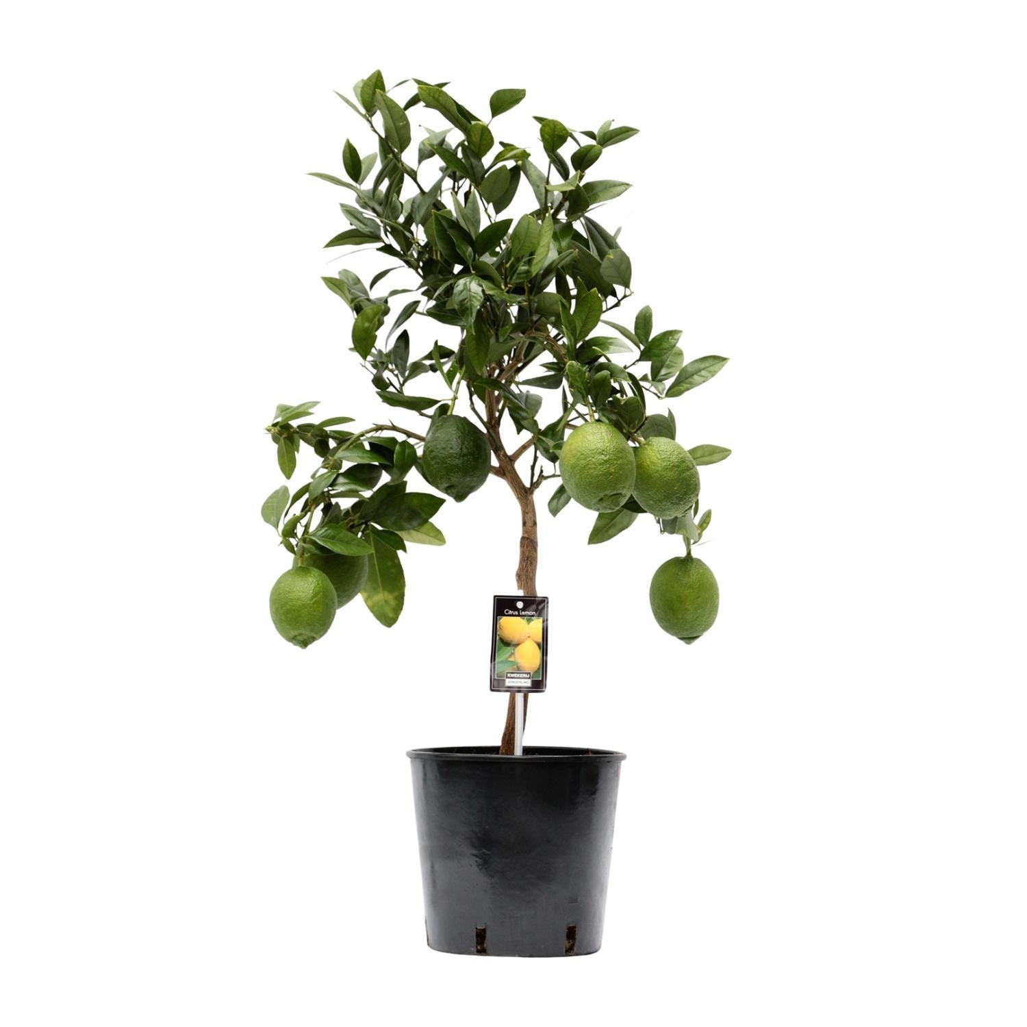 Zitronenbaum - Citrus Limone - Ø22cm - ↕80cm