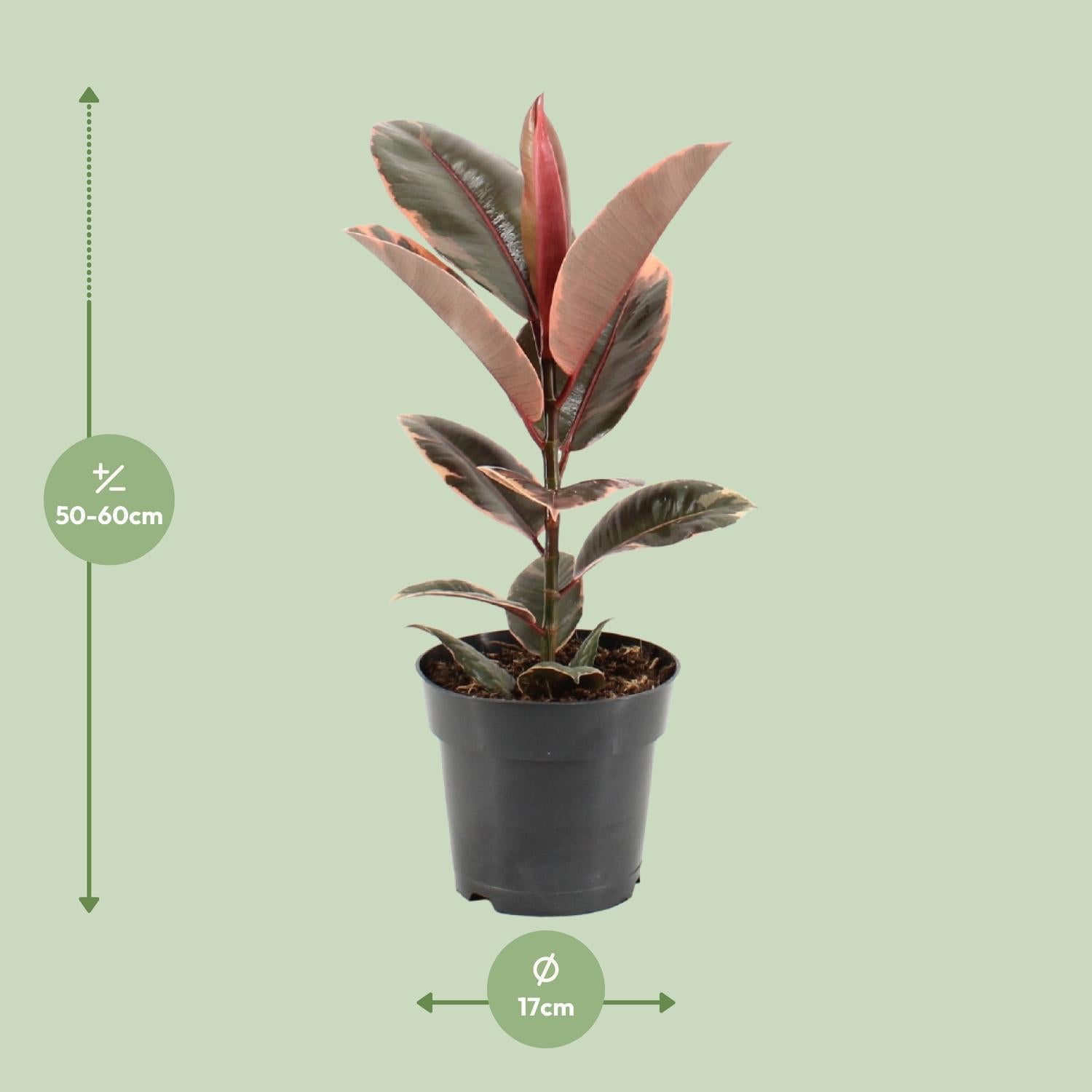 Gummibaum - Ficus Elastica Belize - Ø17cm - ↕55cm