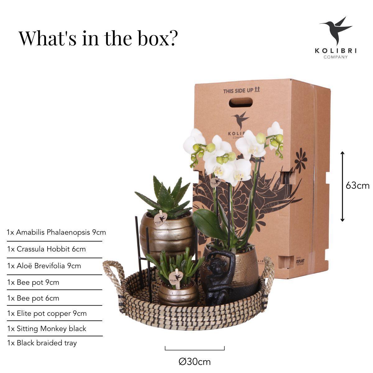 Kolibriebedrijf | Complete plantenset Home Hub | Groene planten met witte Phalaenopsis orchidee inclusief zwarte keramische sierpotten en accessoires