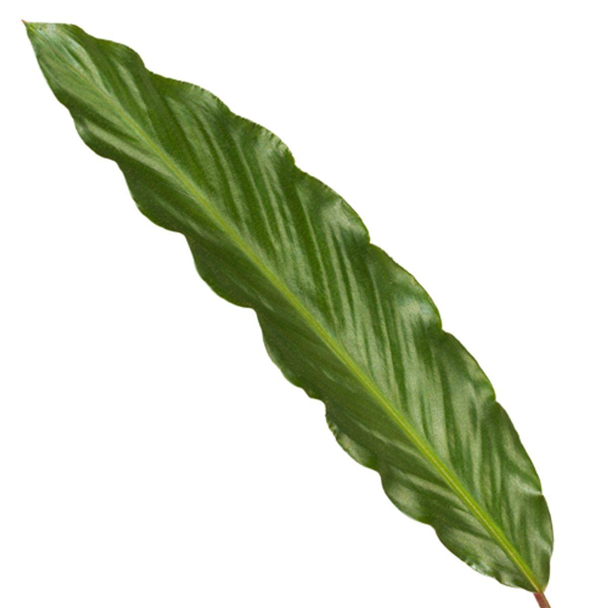 Calathea Wavestar - Korbmarante - 80 cm - Ø19cm