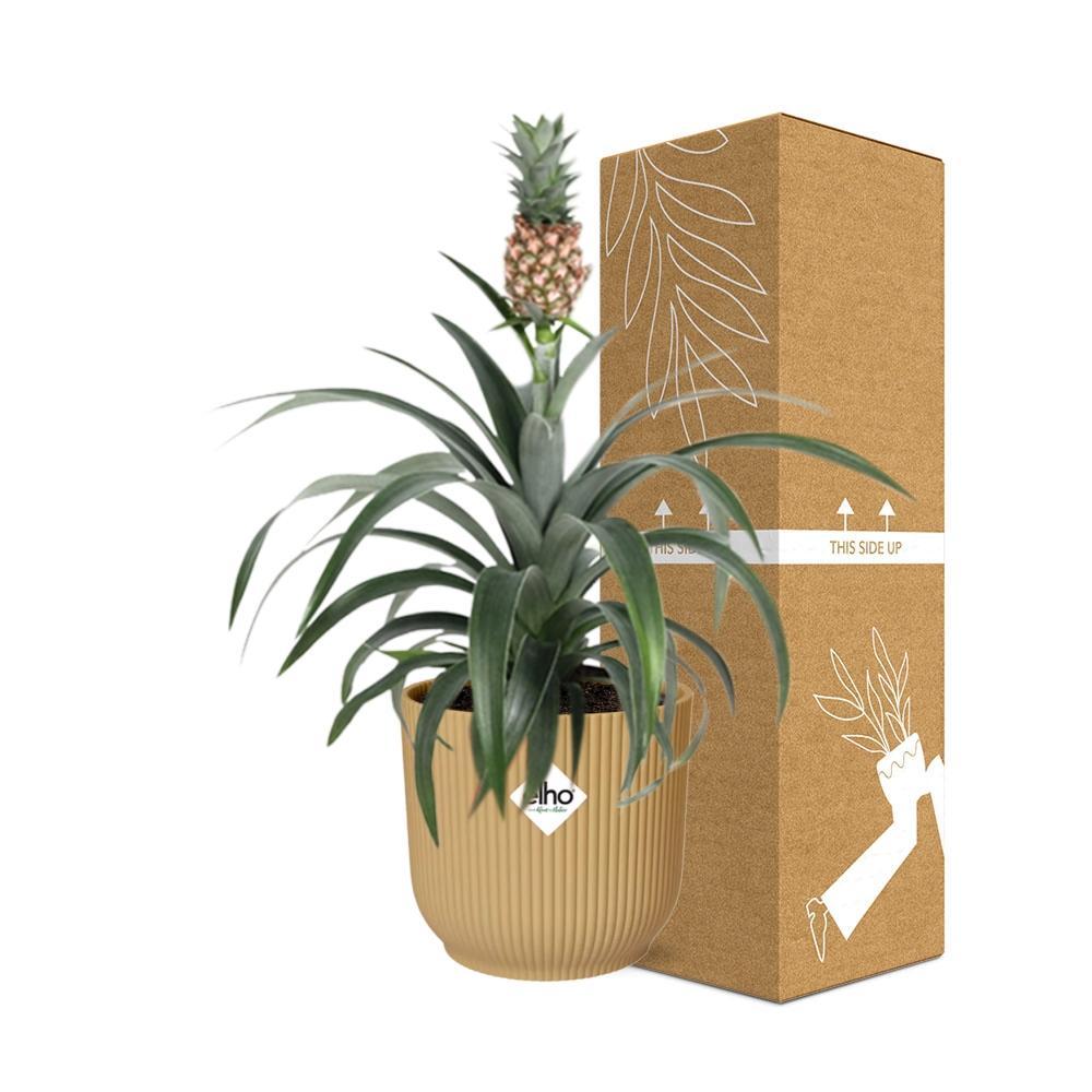 Ananaspflanze - Ananas Mi Amigo in ELHO Vibes Fold 14cm Topf gelb