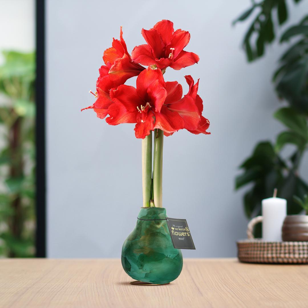 No Water Flowers® (wax amaryllis) | Univerz Saturnus - Green + Red flower