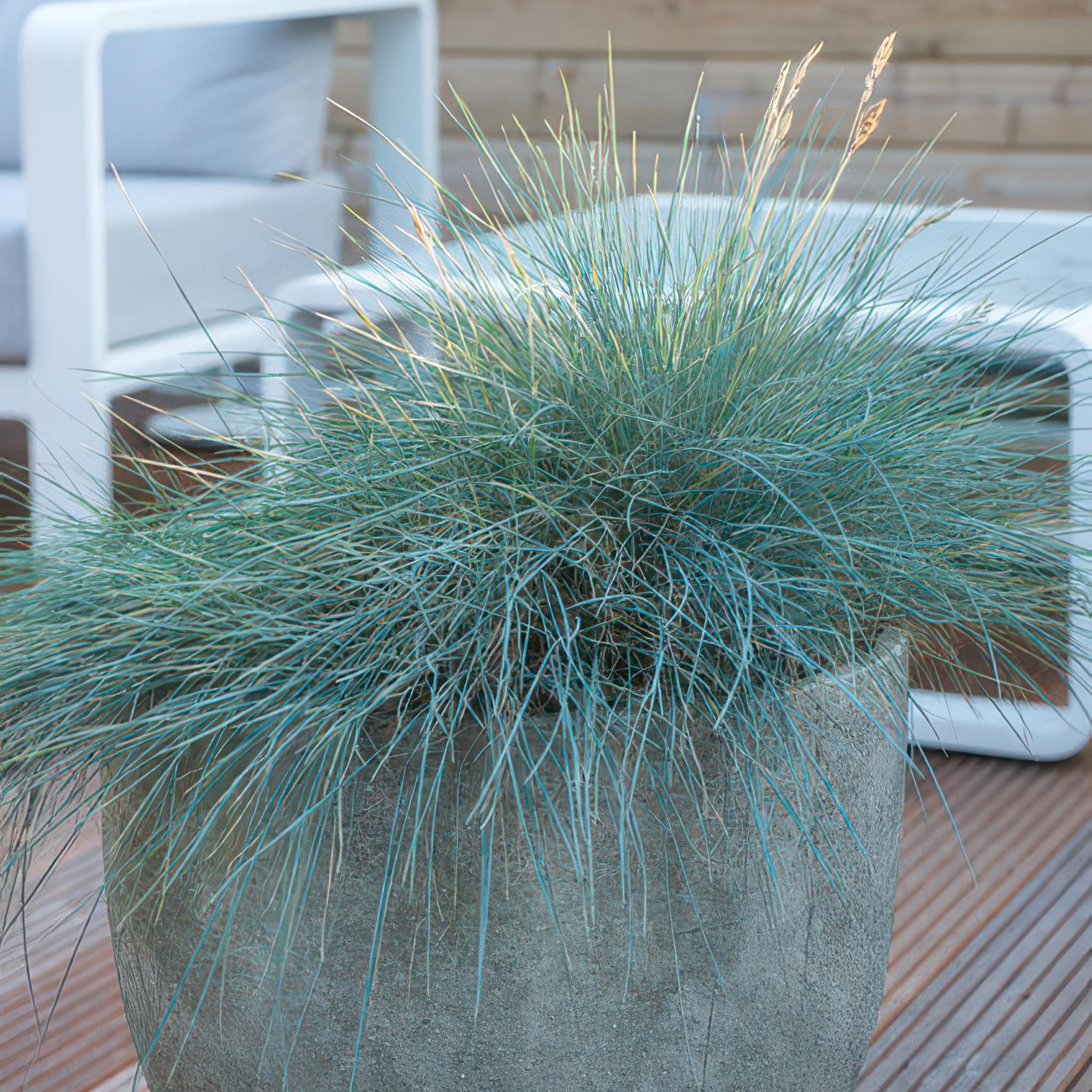 Ziergras - Festuca glauca 'Elijah Bleu' - ↕10-25cm - Ø9cm  - 6 Stück