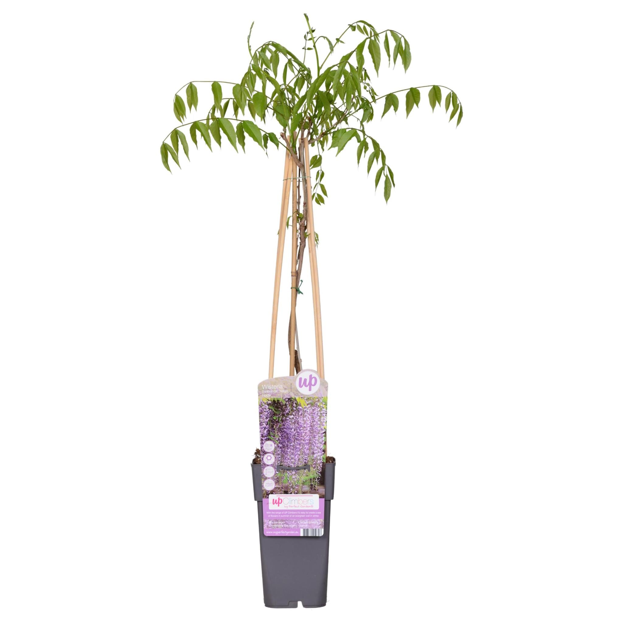 Japanischer Blauregen - Wisteria floribunda 'Naga Noda' - Purpurner Regen - Ø15cm - ↕65cm