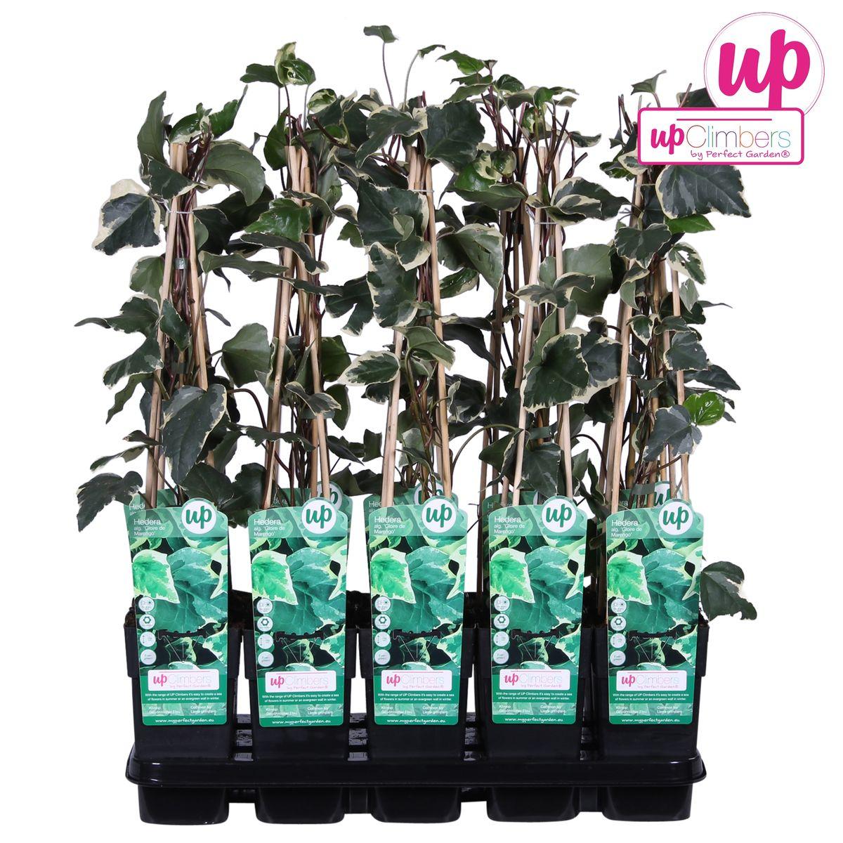 Efeu - Algerischer Efeu Gloire de Maren- Hedera algeriensis 'Gloire de Maren'  ↨65cm - Ø15