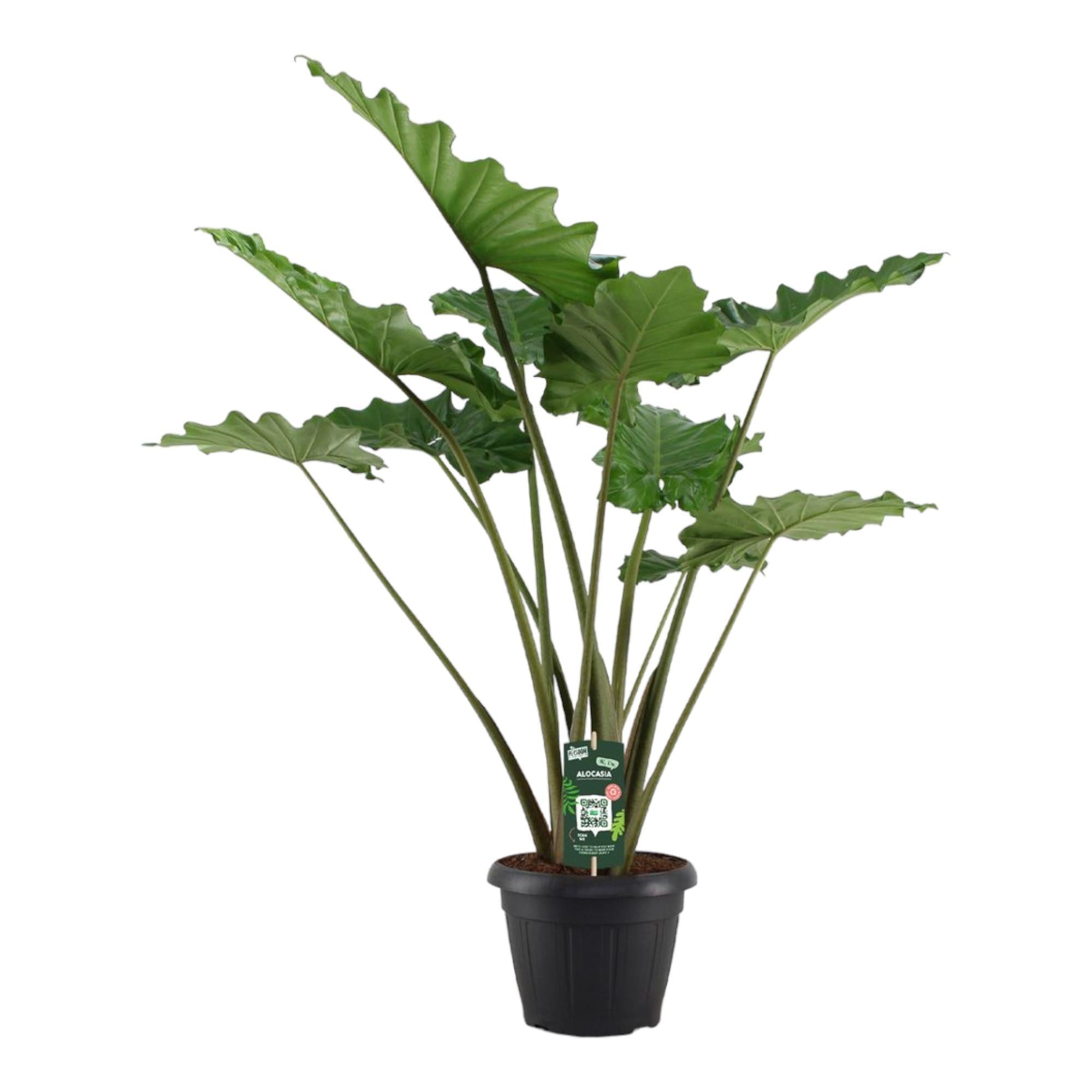 Elefantenohr - Alocasia Portodora - 140 cm - Ø34cm