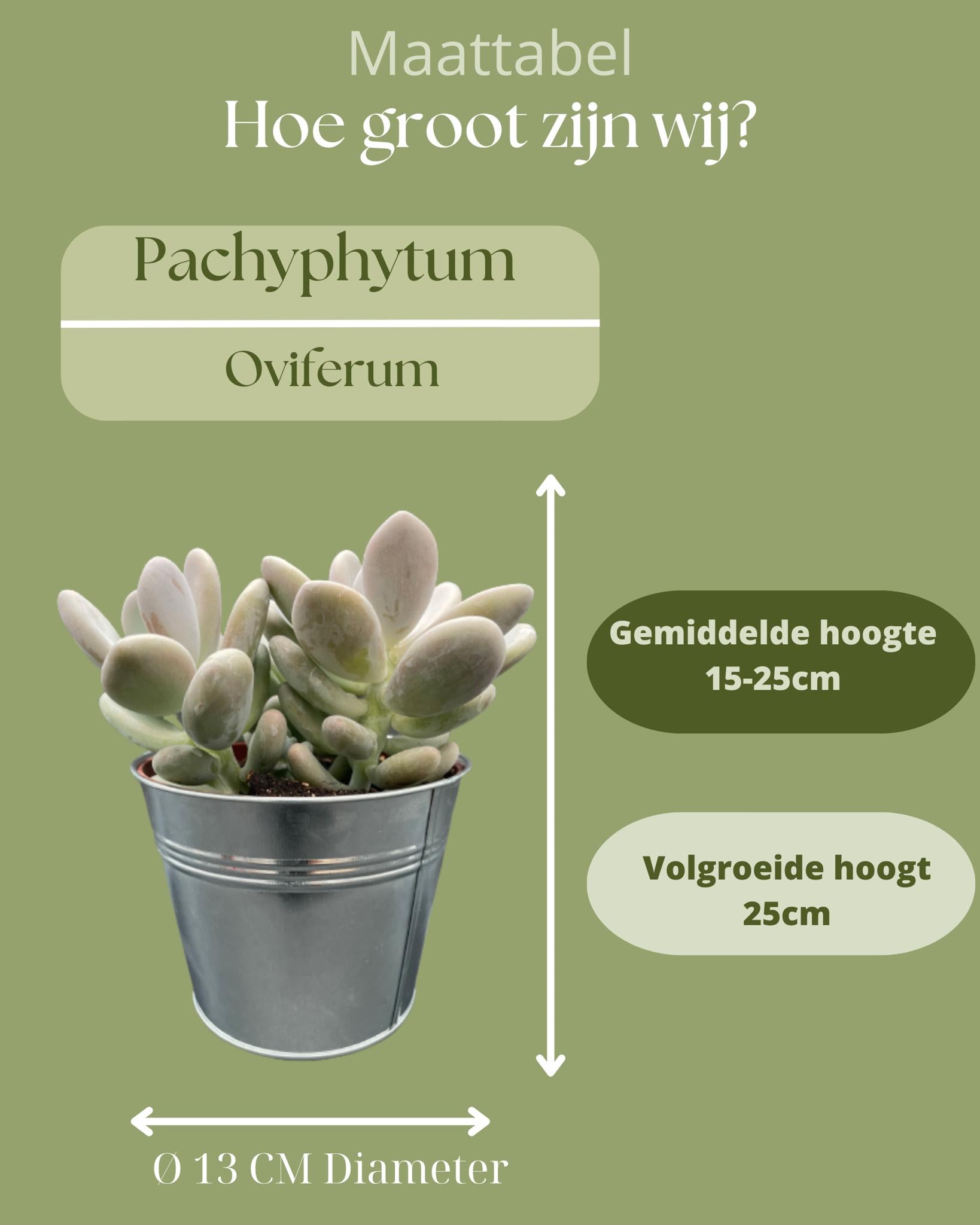 Sukkulenten Set - Pachyphytum Oviferum - 12cmØ- 15-20cm im Zink Topf   3 Stück