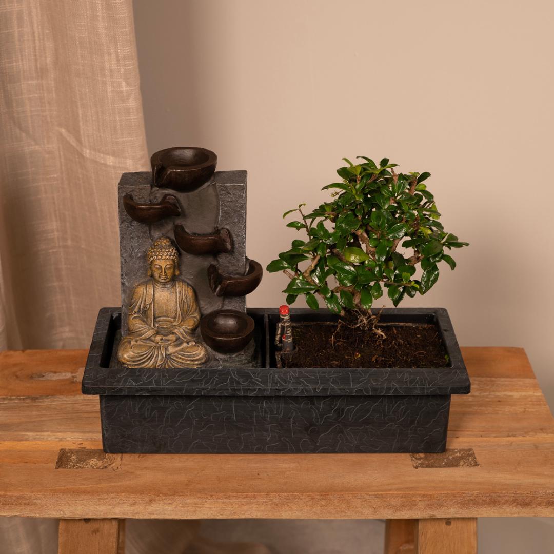 Bonsai Baum Wasserfall ( Buddha ) - Bonsai Waterval (budha) - Ø15cm - ↕30cm