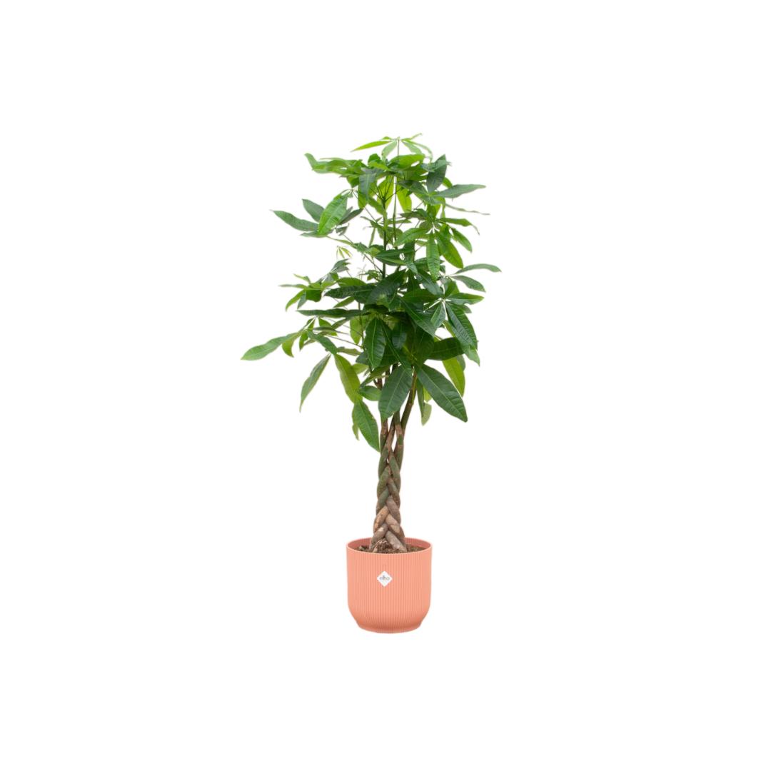 Pachira Aquatica inclusief elho Vibes Fold Topf Rund rosa - 160cm - Ø30