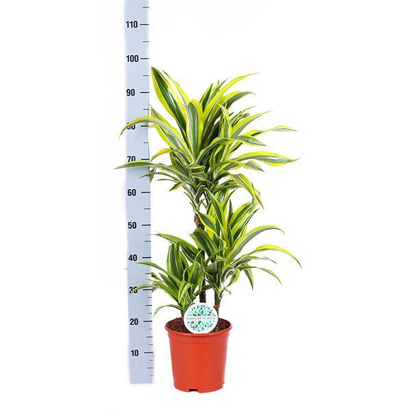 Dracaena Citroen Limoen Ø21cm - ↕65cm