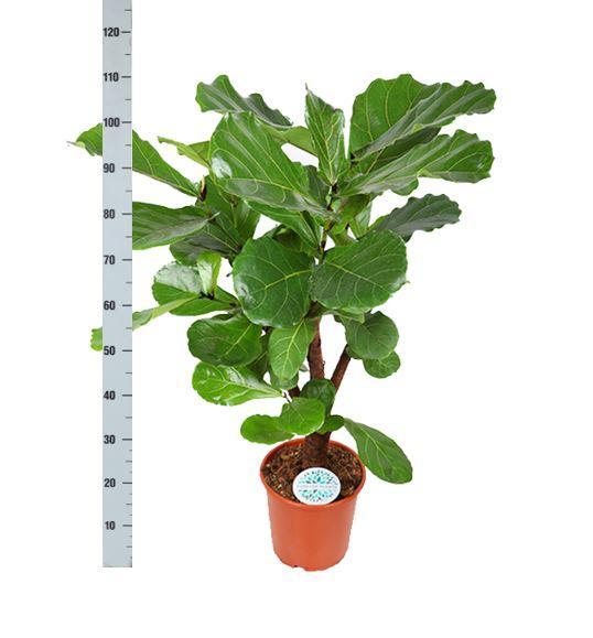 Geigenfeige - Ficus Lyrata - Ø24cm ↕110cm in Albury BLACK print Korb