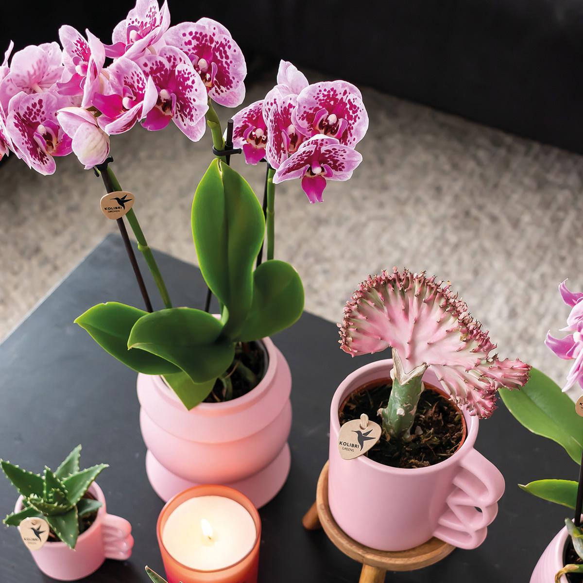 Orchidee COMBI DEAL von 2 rosa lila Phalaenopsis Orchideen - El Salvador - Topfgröße Ø9cm | blühende Zimmerpflanze - frisch vom Züchter