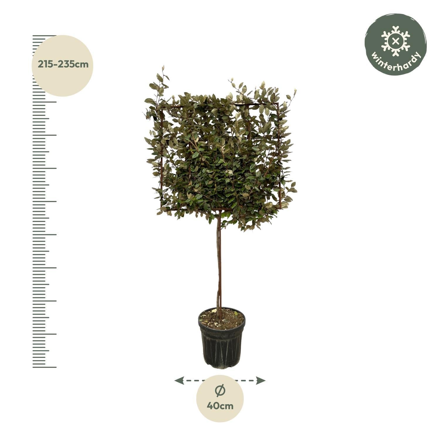 Ebbinge-Silberstrauch - Eleagnus Ebbingei - Baum auf Gestell – 225 cm – Ø40 cm