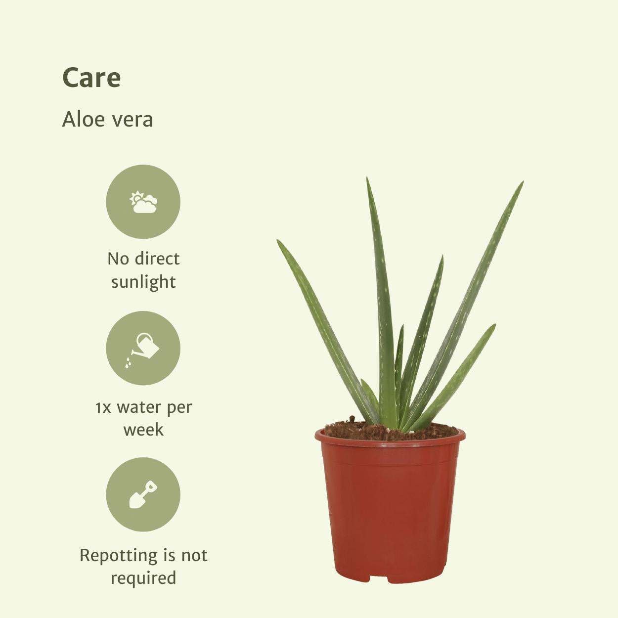 Aloe Vera - Sukkulente - 40cm - ø12   2 Stück