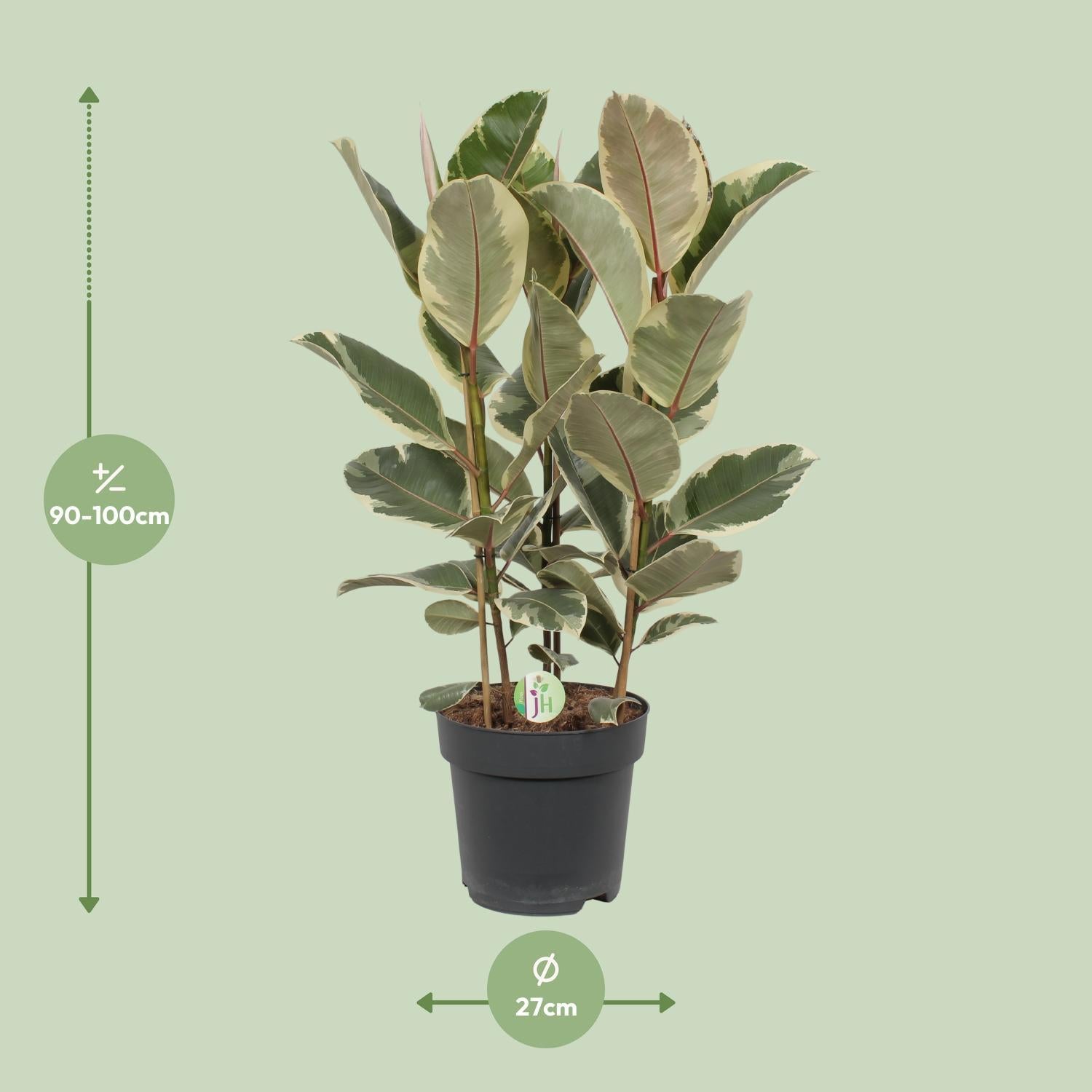 Gummibaum Ficus Tineke - Ø27cm - ↕85cm