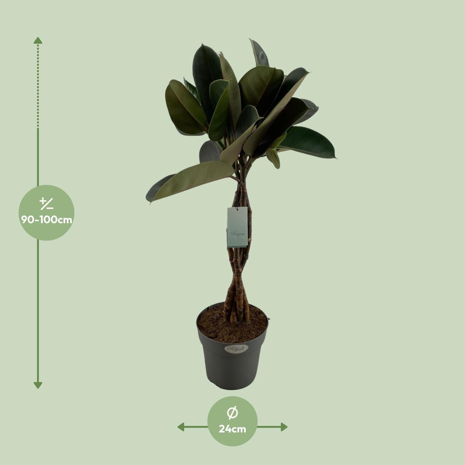 Gummbaum - Ficus Elastica Burgundy - Ø24cm - ↕100cmibaum