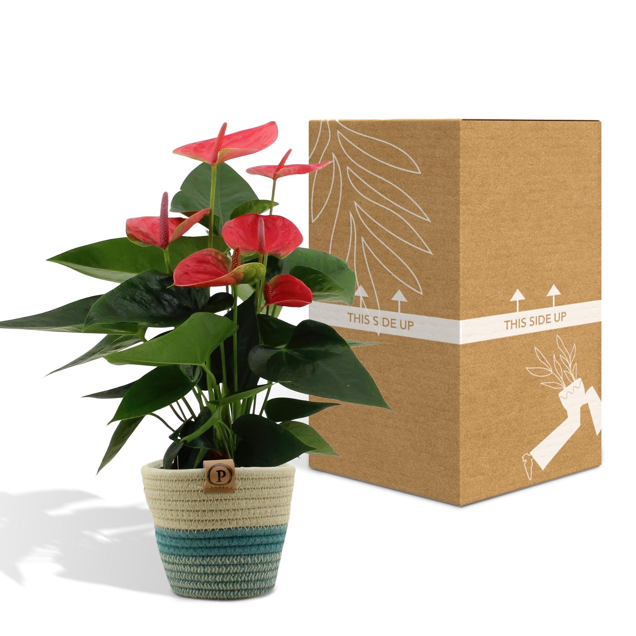 Anthurium andreanum Sweet Dream incl. PURE Korb - 45cm - Ø12