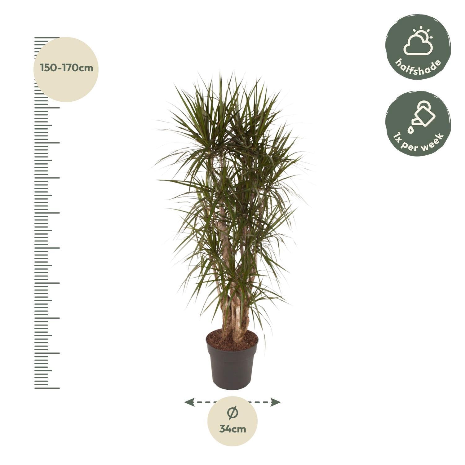 Drachenbaum Marginata - Dracaena Marginata verzweigt- 160 cm - ø34