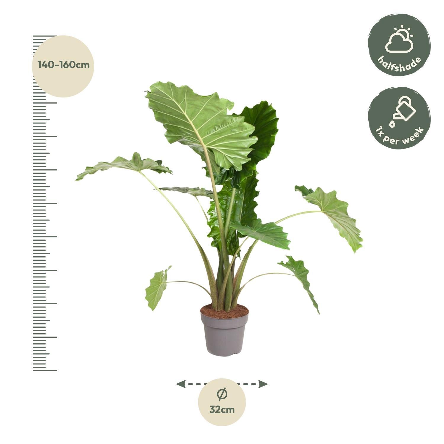 Elefantenohr - Alocasia Portodora - 150 cm - ø32