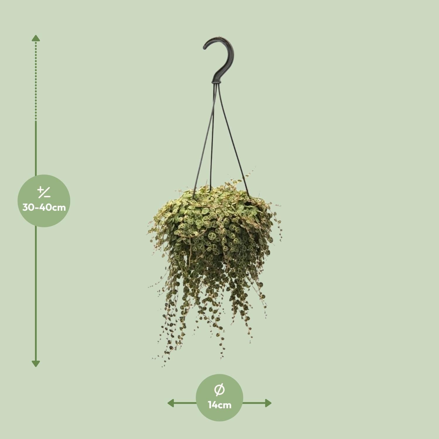 Zwergpfeffer - Peperomia Prostrata - Ø14cm - ↕38cm