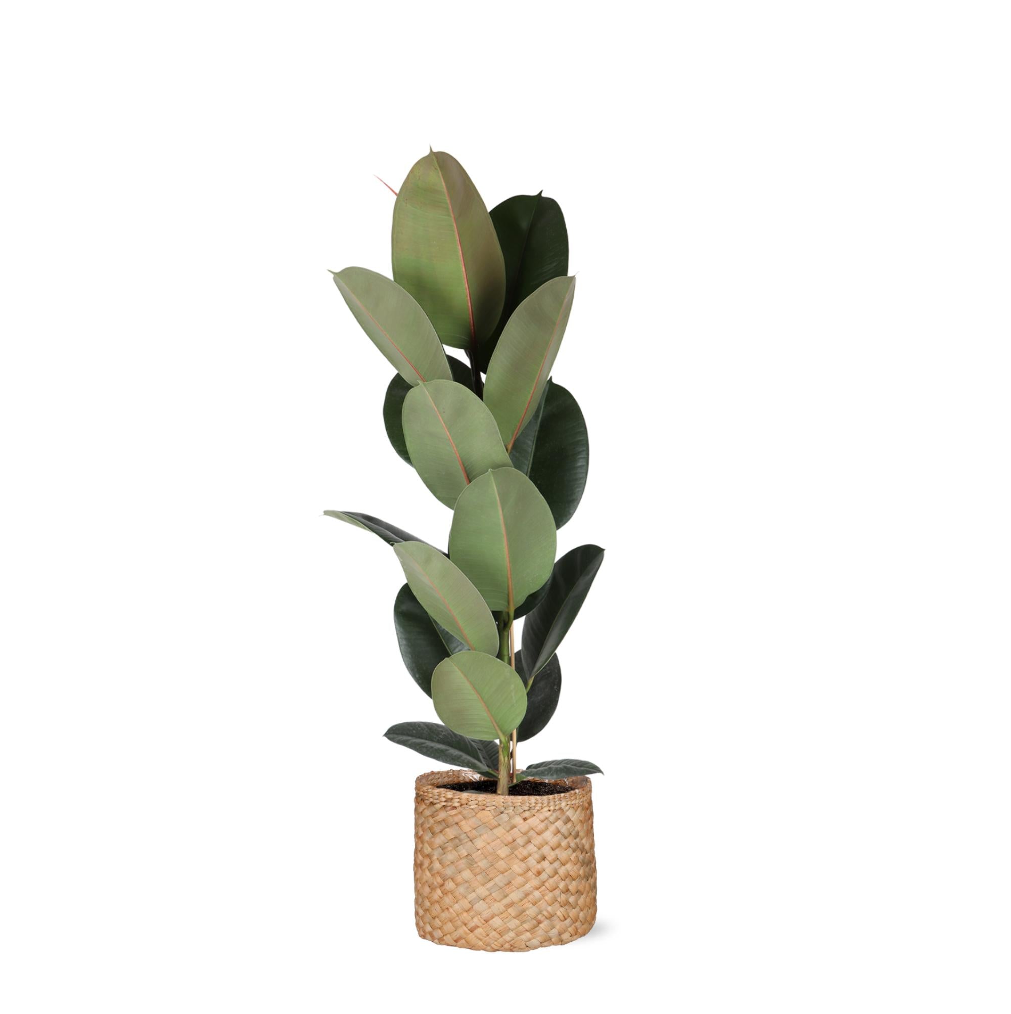 Gummibaum Ficus Elastica Robusta - Ø21cm - ↕90cm in Albury NATURAL Korb