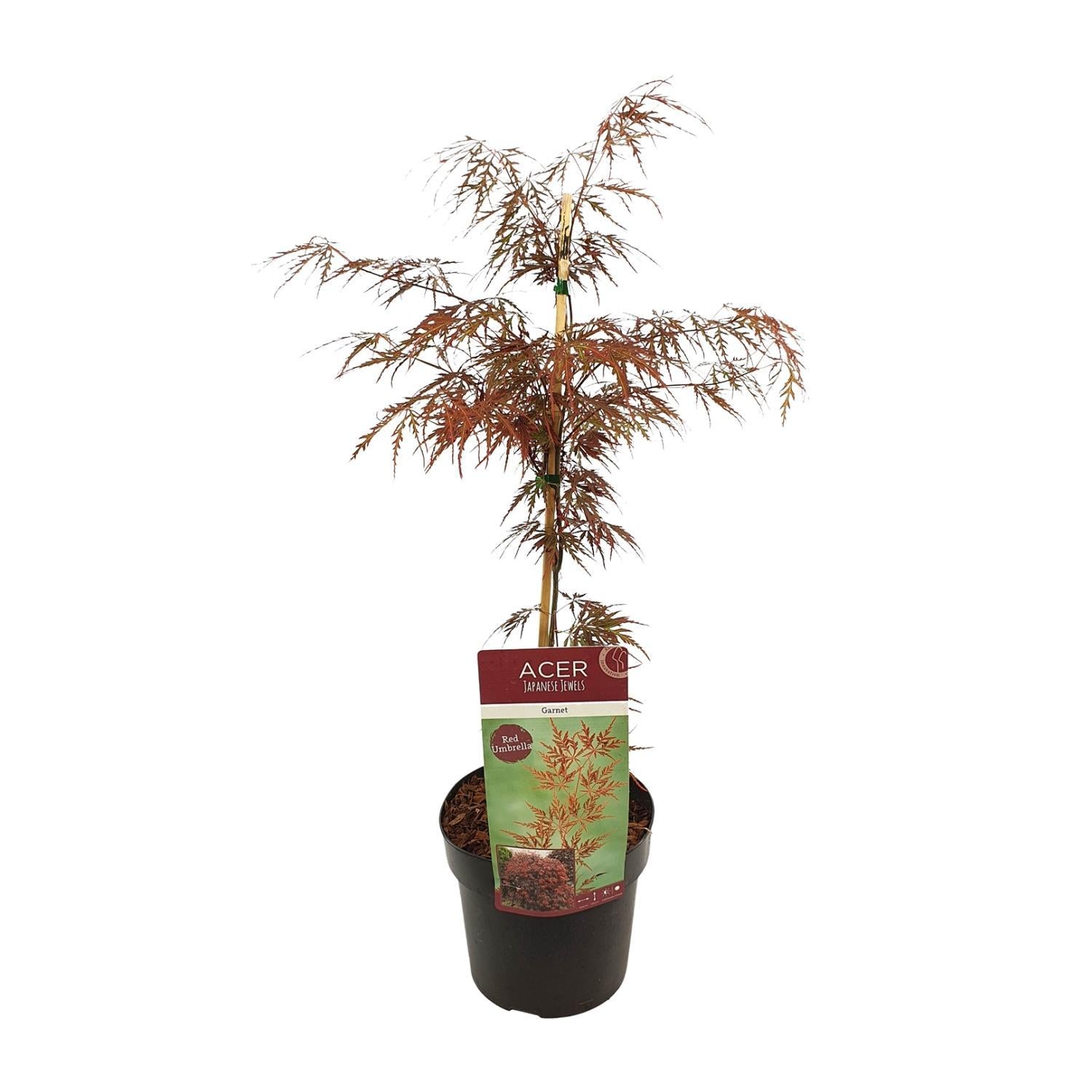 Japanischer Ahorn Acer palmatum 'Garnet' - ↨40cm - Ø19cm