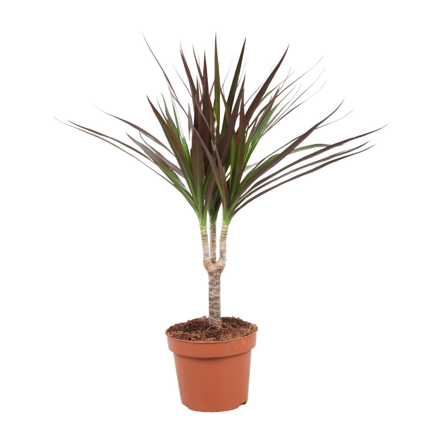 Drachenbaum - Dracaena Magenta - Ø12cm - ↕50cm