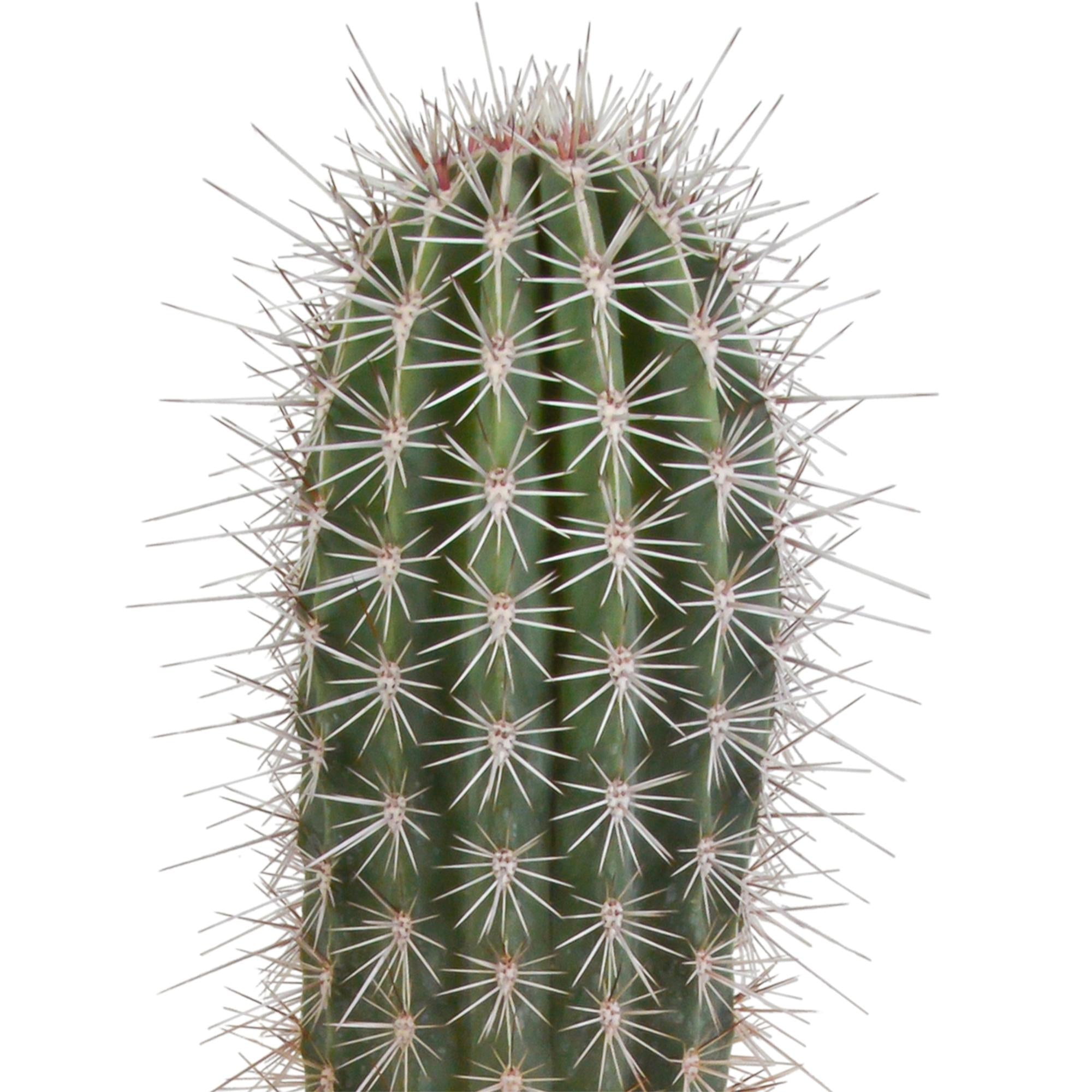 Pachycereus pringlei - 17cm - zonder pot