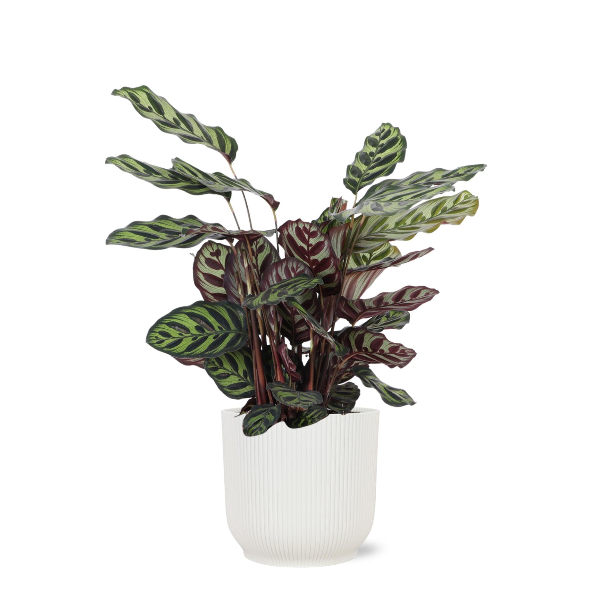 Pfauenpflanze - Calathea Makoyana - Ø21cm - ↕70cm im Vibes Topf weiß